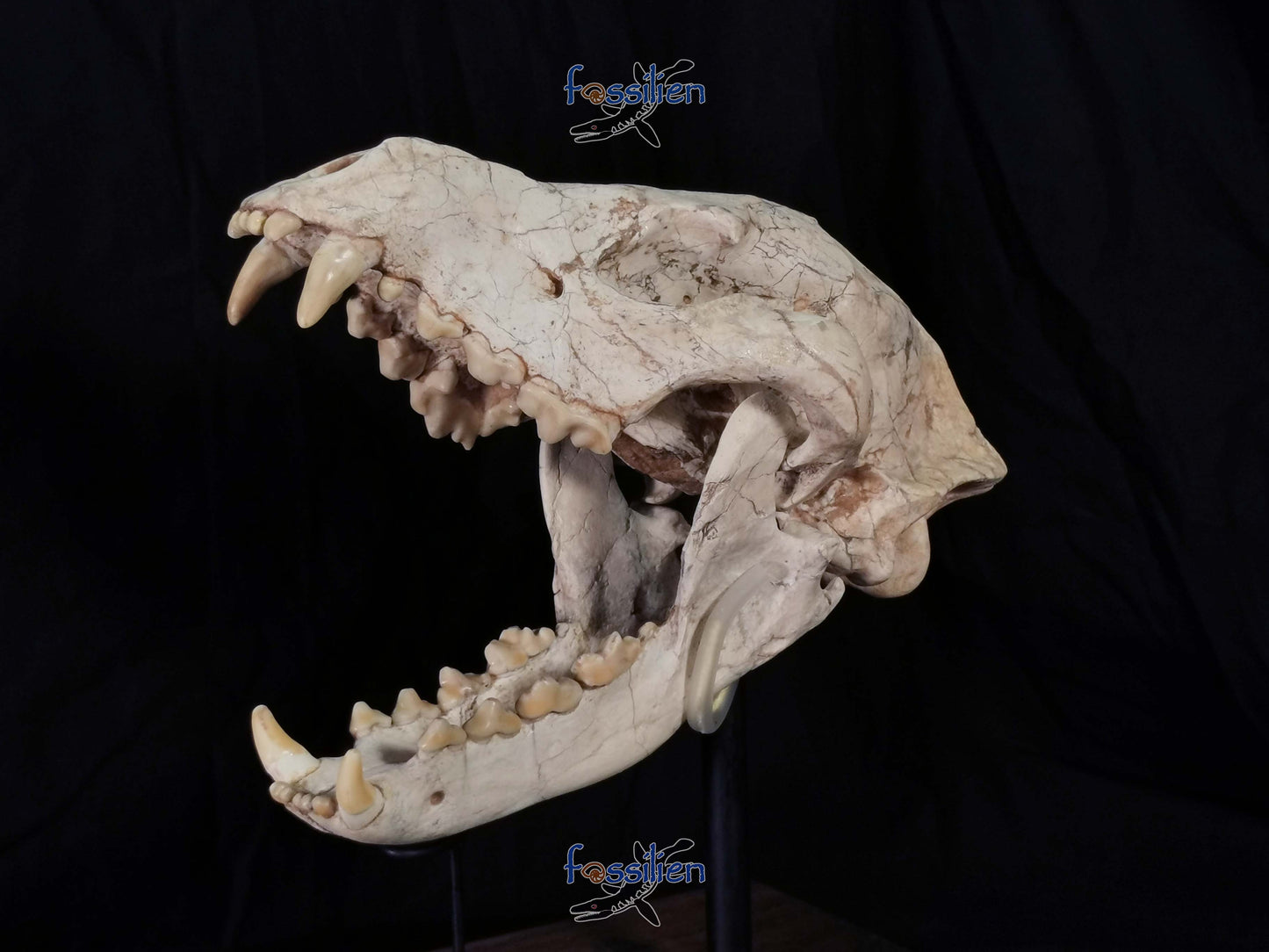 Early Hyenas Skull Fossil - Ictitherium viverrinum - 24×26×15 cm