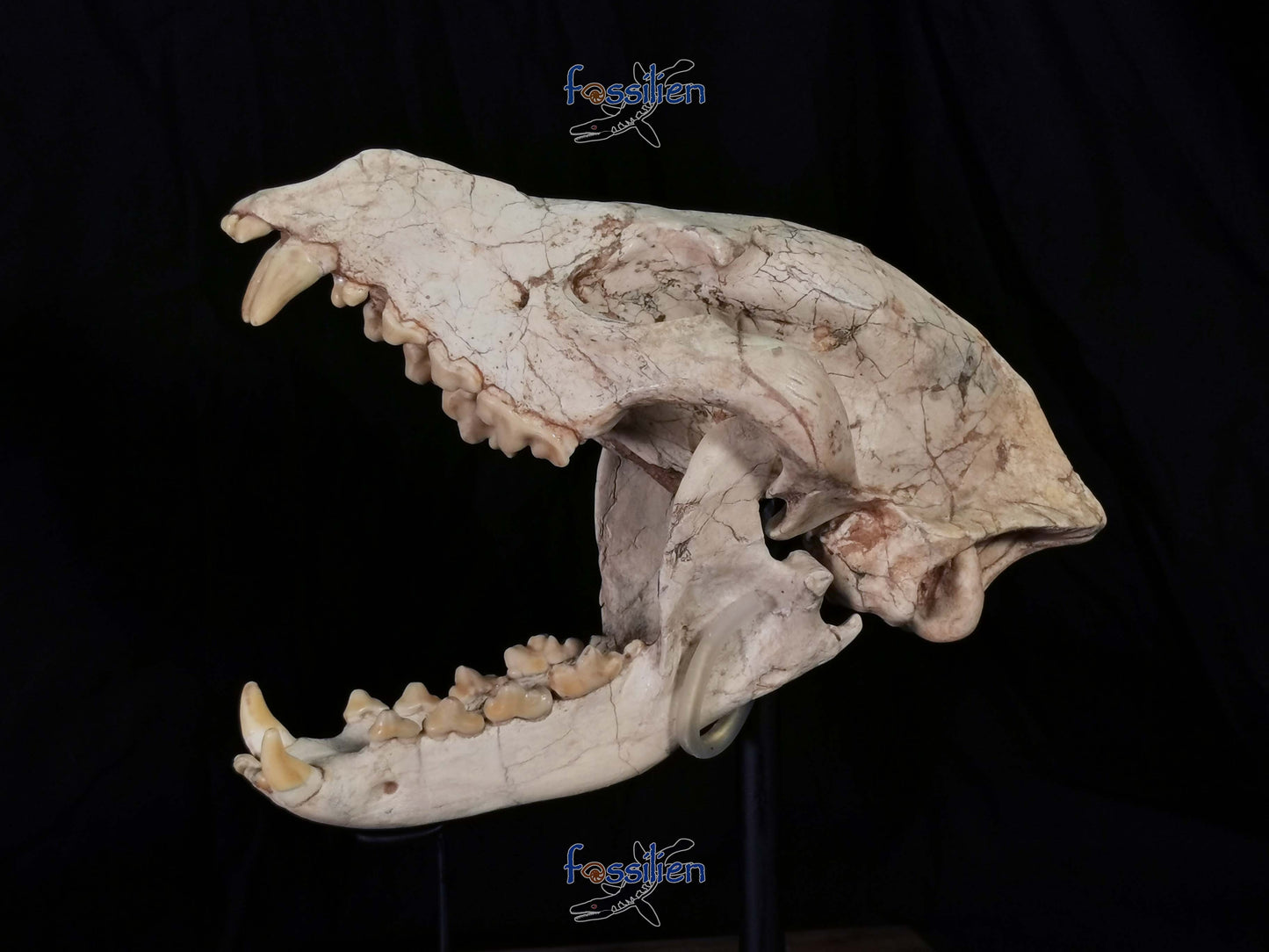 Early Hyenas Skull Fossil - Ictitherium viverrinum - 24×26×15 cm
