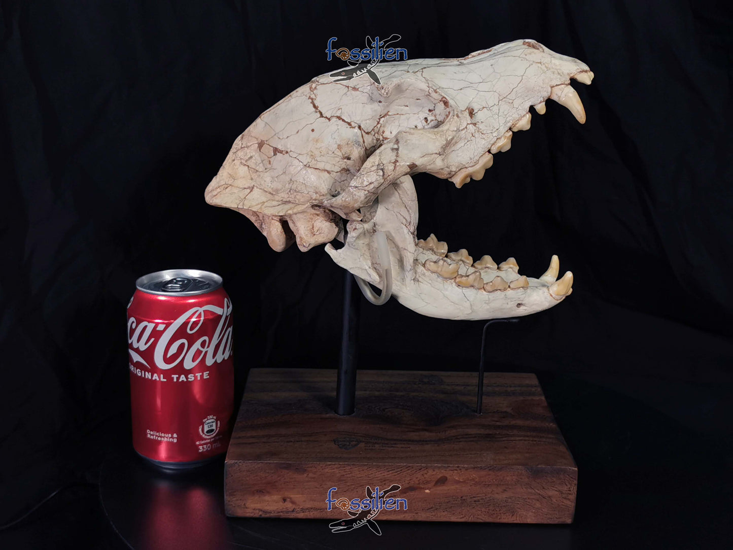Early Hyenas Skull Fossil - Ictitherium viverrinum - 24×26×15 cm