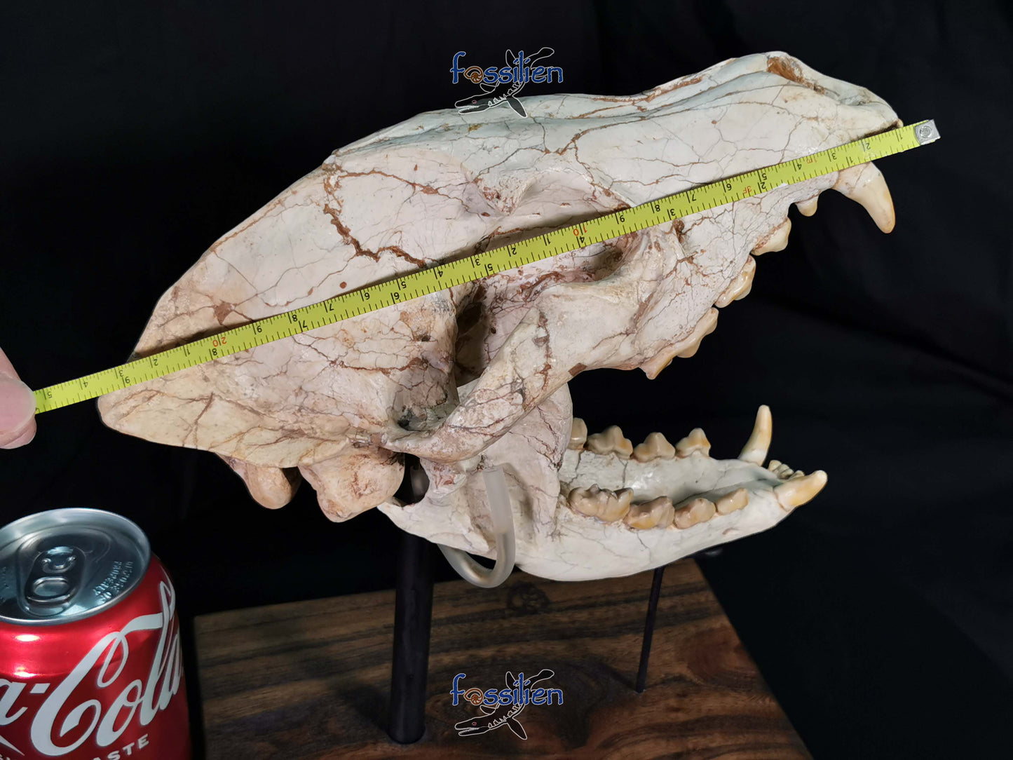 Early Hyenas Skull Fossil - Ictitherium viverrinum - 24×26×15 cm