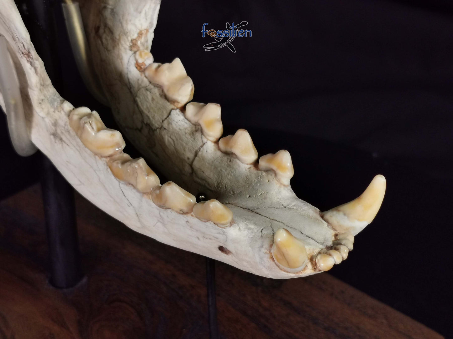 Early Hyenas Skull Fossil - Ictitherium viverrinum - 24×26×15 cm