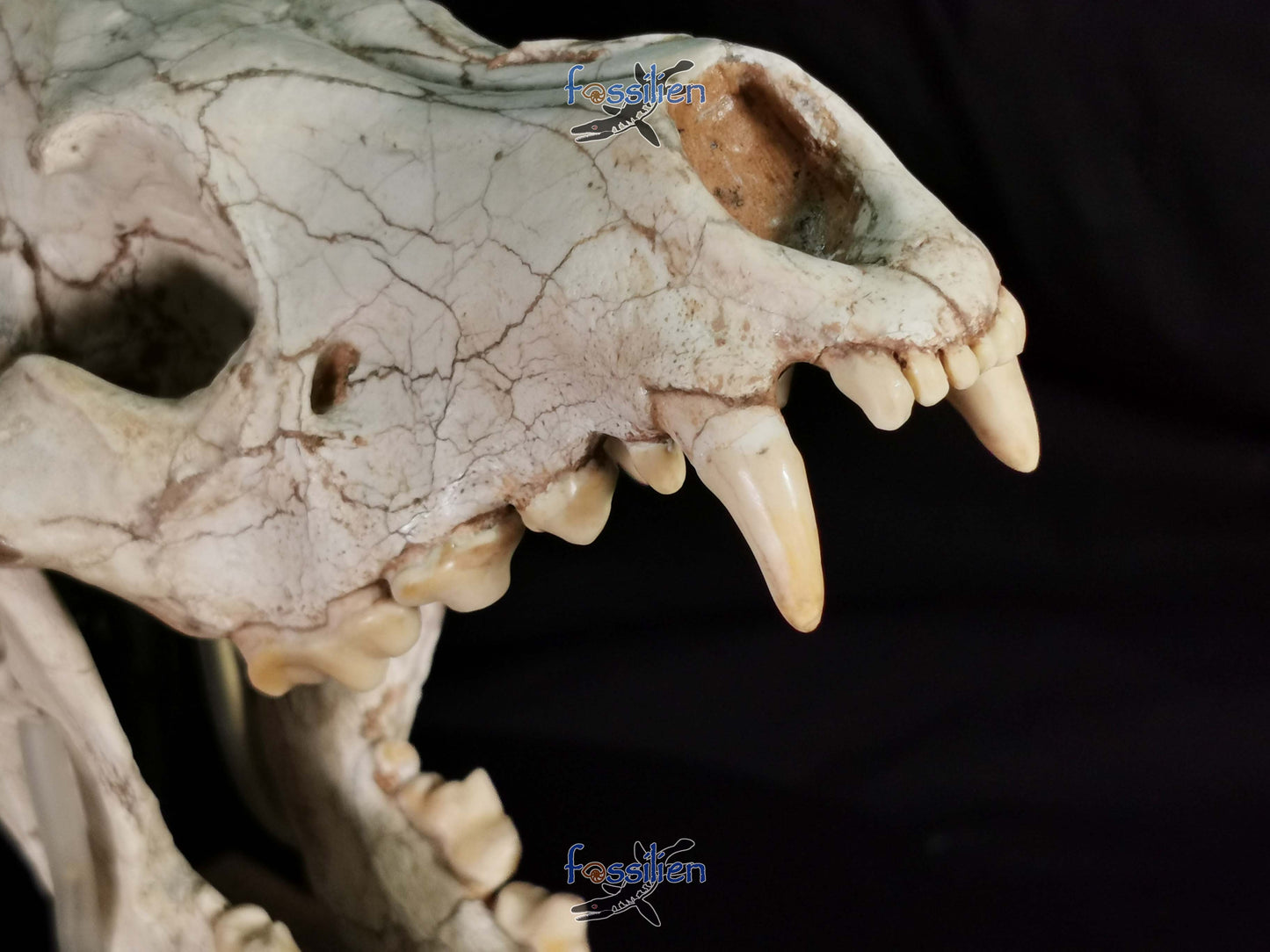 Early Hyenas Skull Fossil - Ictitherium viverrinum - 24×26×15 cm
