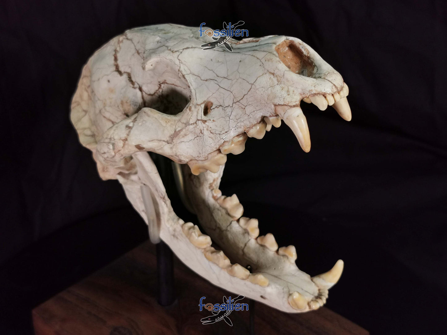 Early Hyenas Skull Fossil - Ictitherium viverrinum - 24×26×15 cm