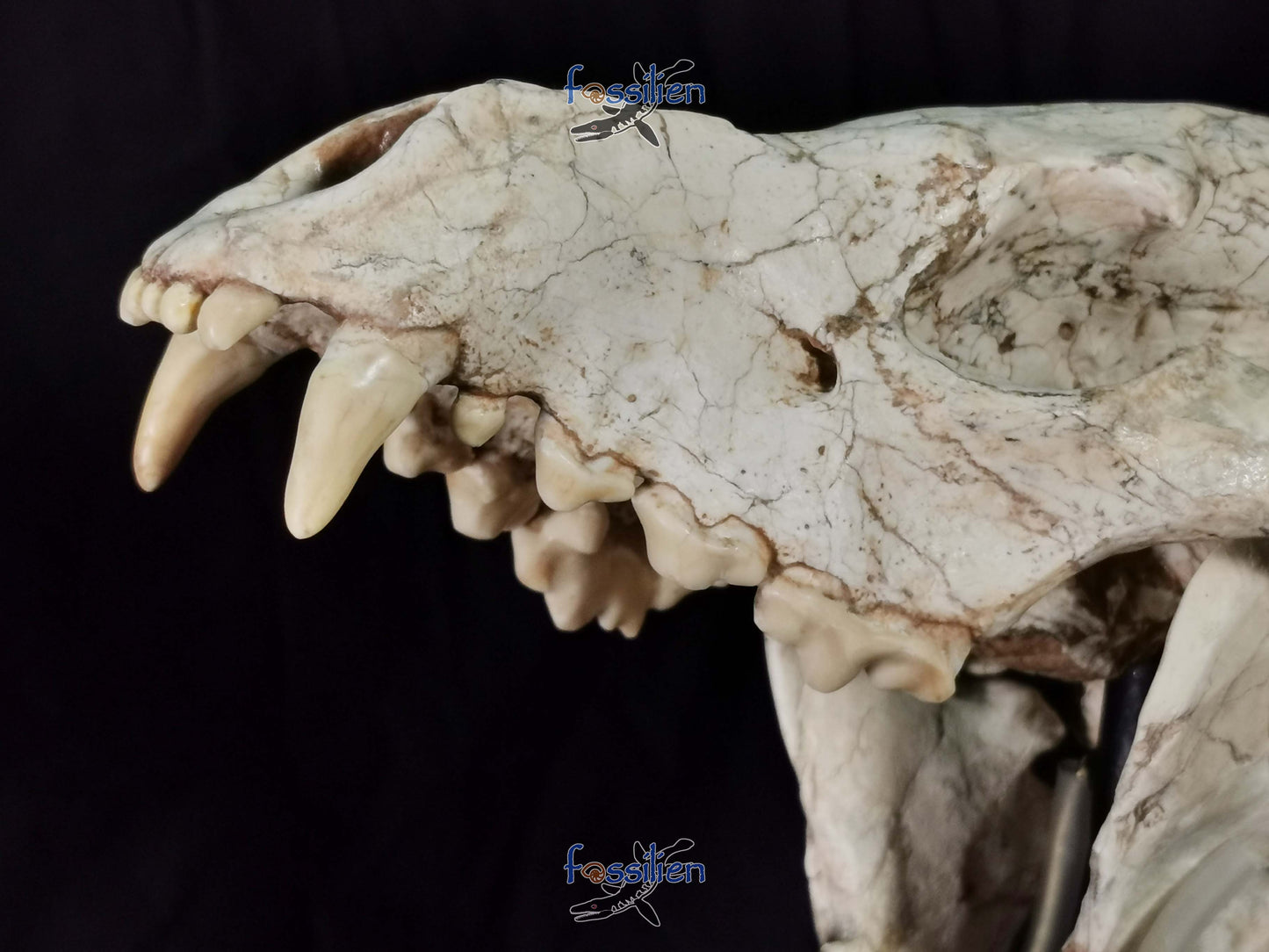 Early Hyenas Skull Fossil - Ictitherium viverrinum - 24×26×15 cm