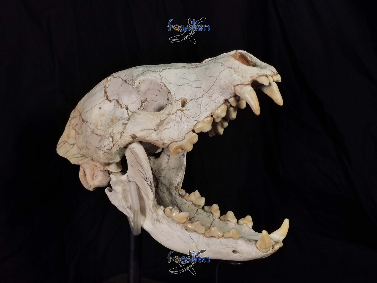 Early Hyenas Skull Fossil - Ictitherium viverrinum - 24×26×15 cm
