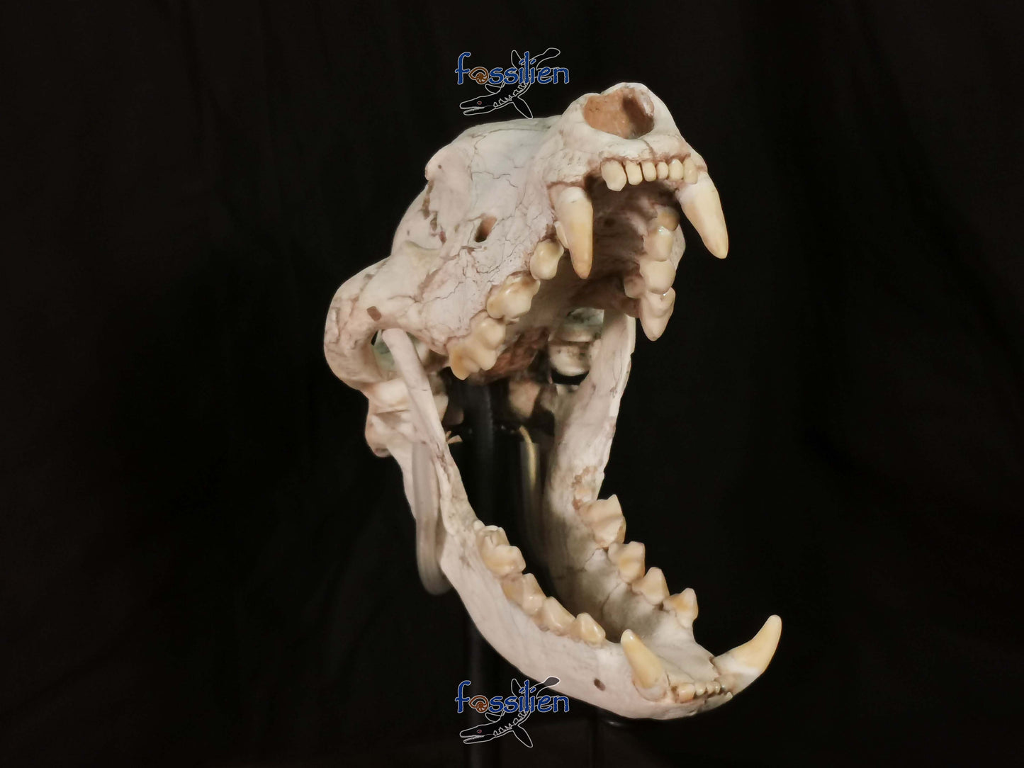 Early Hyenas Skull Fossil - Ictitherium viverrinum - 24×26×15 cm