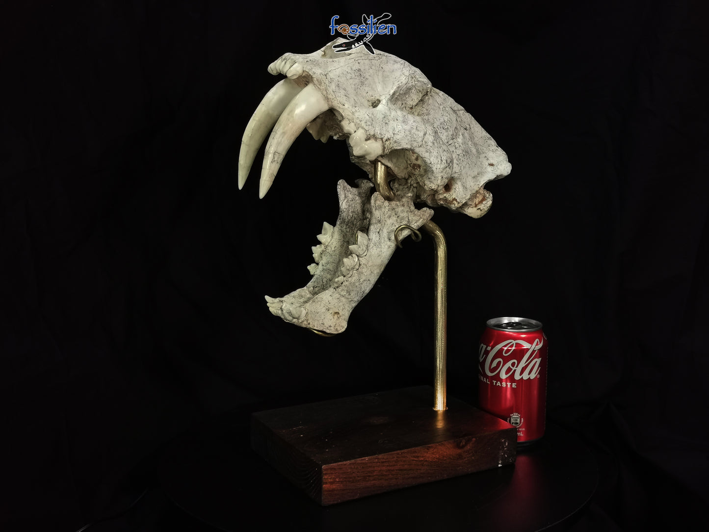 Very Rare Nimravidae Skull (Saber toothed cat)