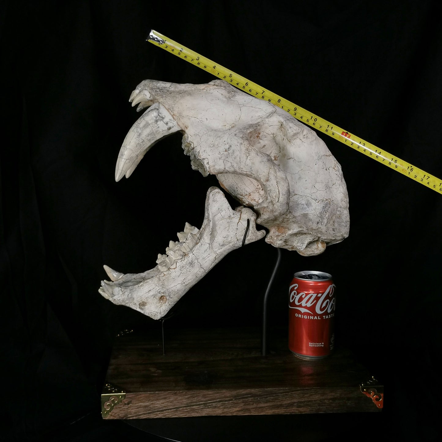 Museum Grade Machairodus Giganteus skull