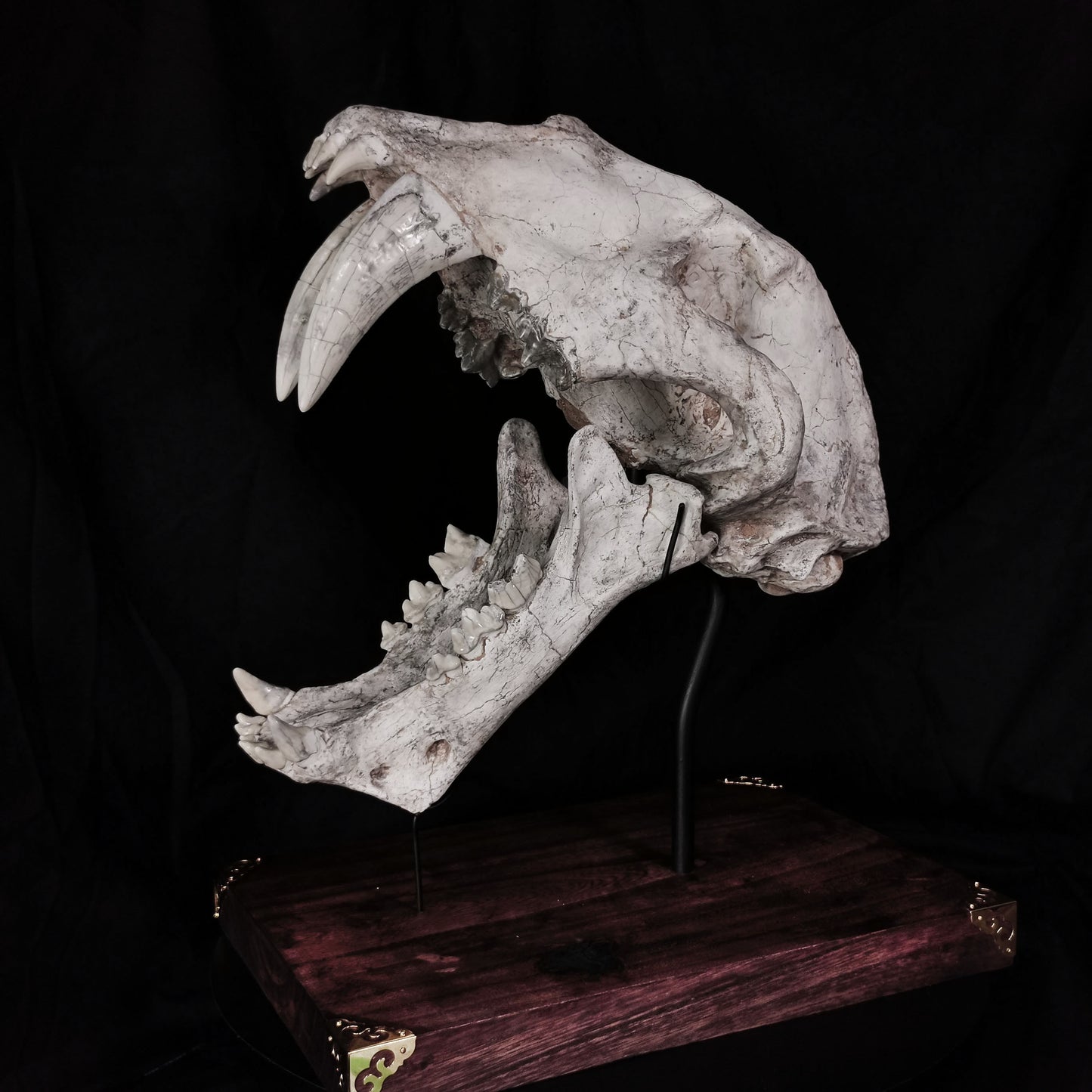 Museum Grade Machairodus Giganteus skull