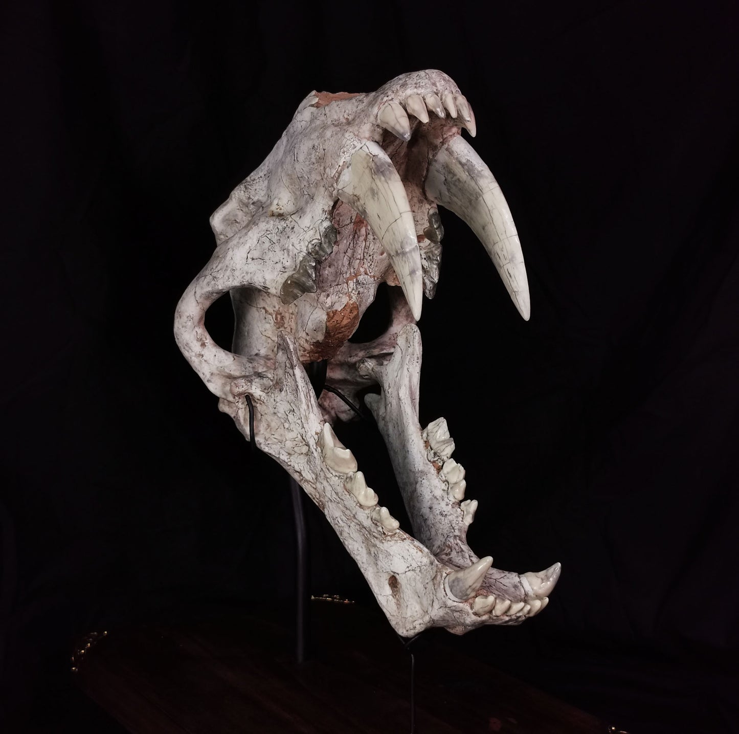 Museum Grade Machairodus Giganteus skull