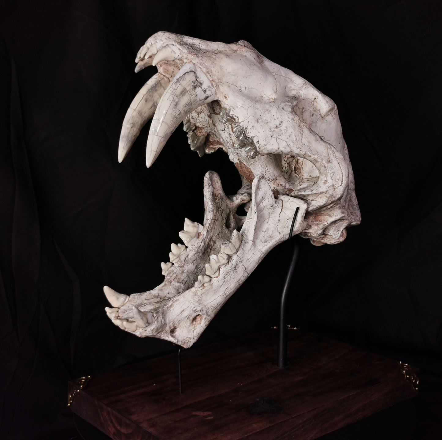 Museum Grade Machairodus Giganteus skull