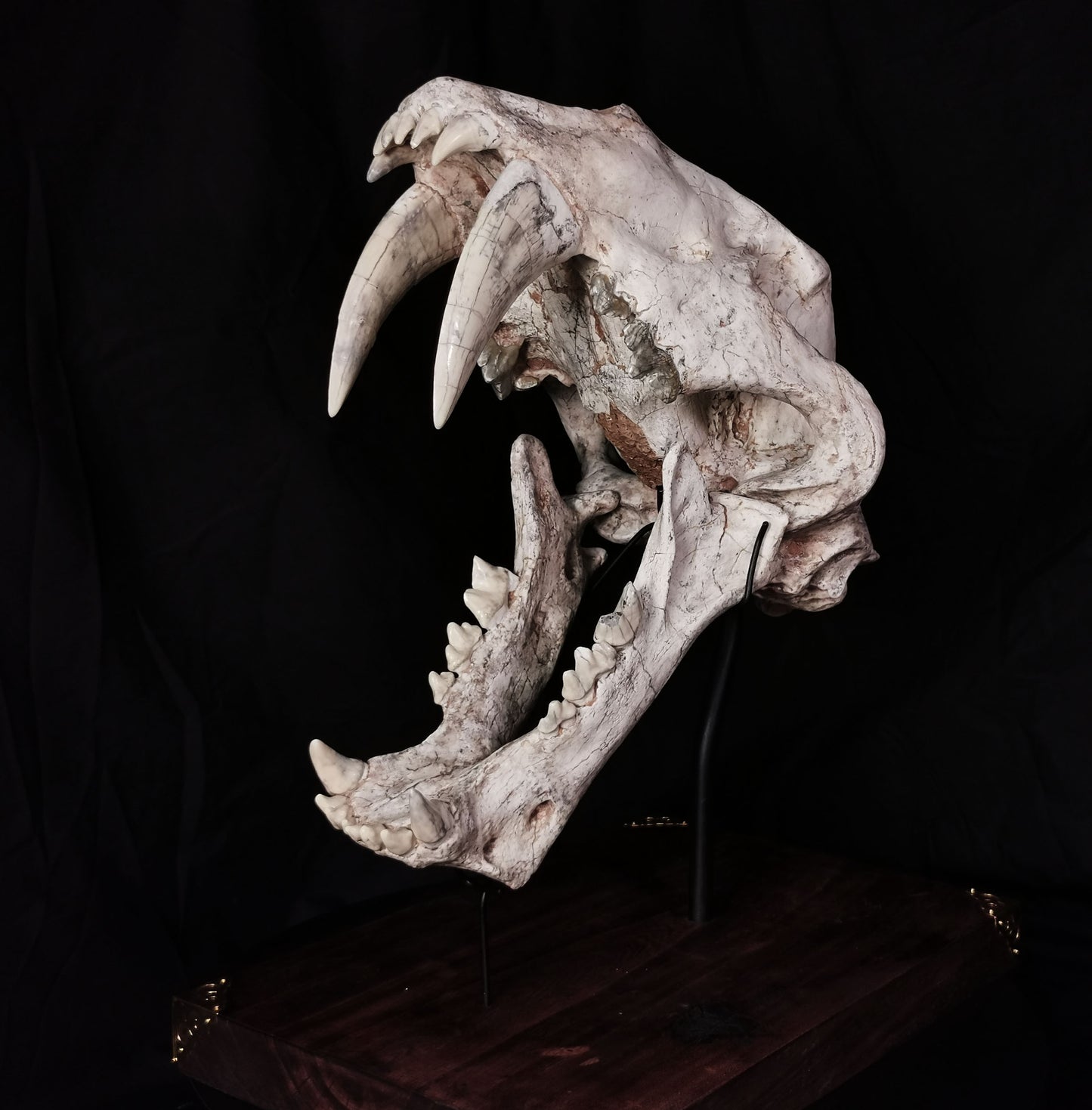 Museum Grade Machairodus Giganteus skull