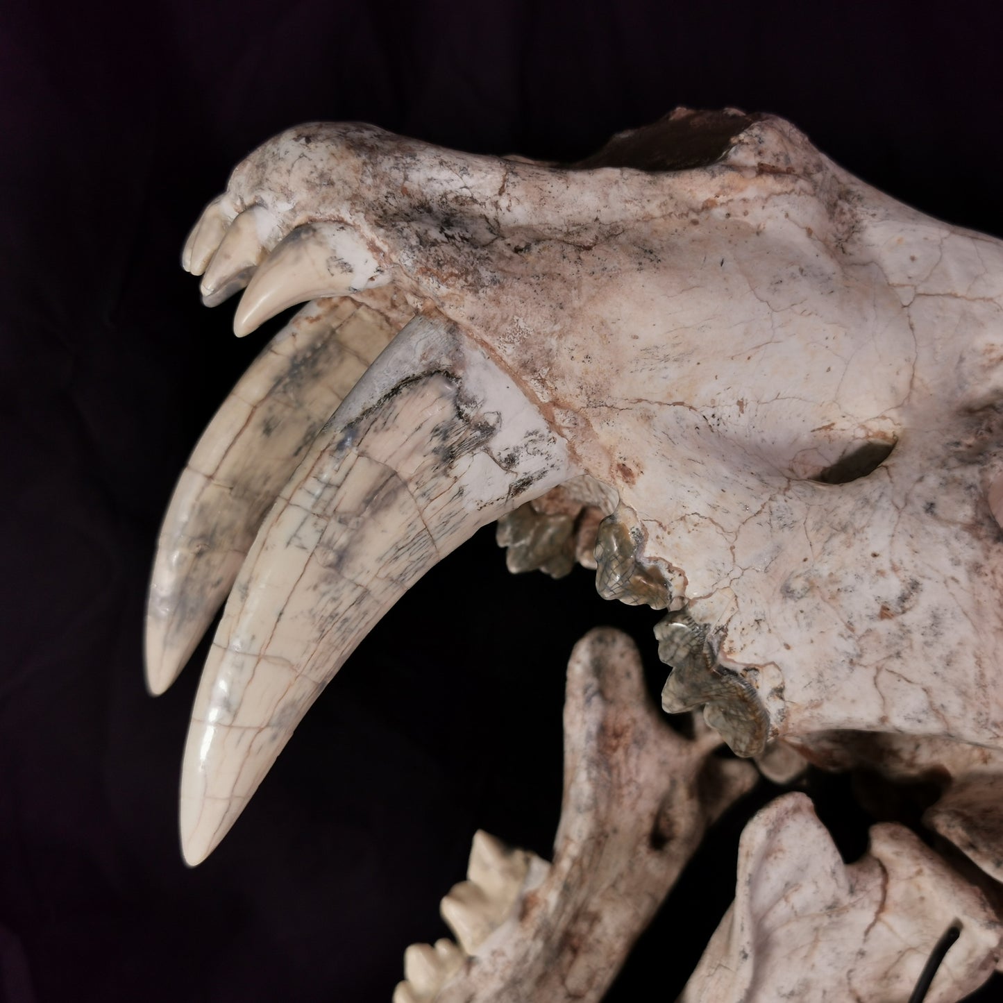 Museum Grade Machairodus Giganteus skull