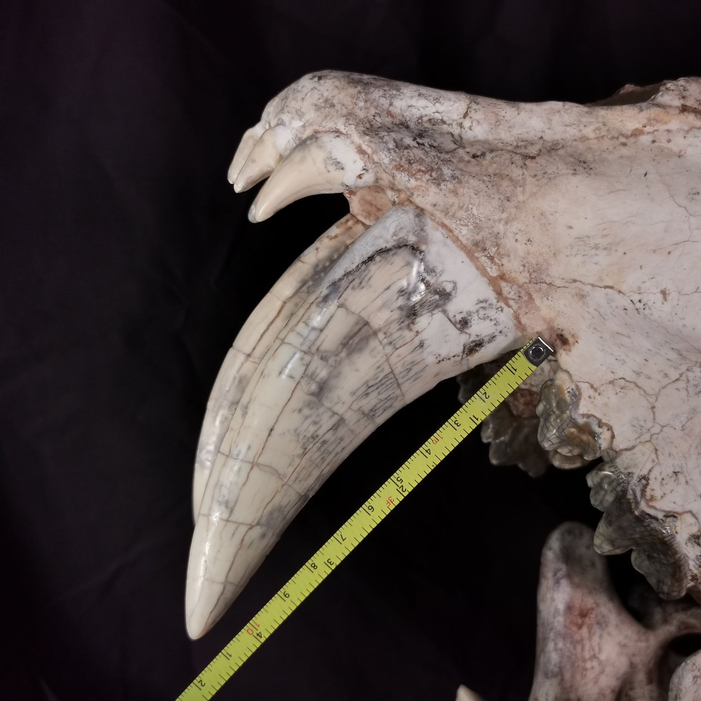 Museum Grade Machairodus Giganteus skull