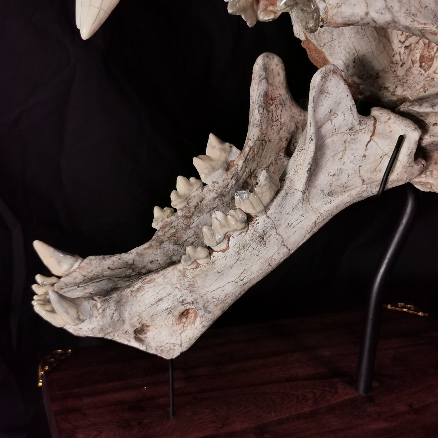 Museum Grade Machairodus Giganteus skull
