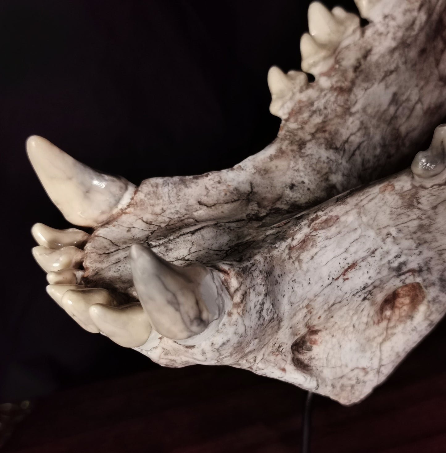 Museum Grade Machairodus Giganteus skull
