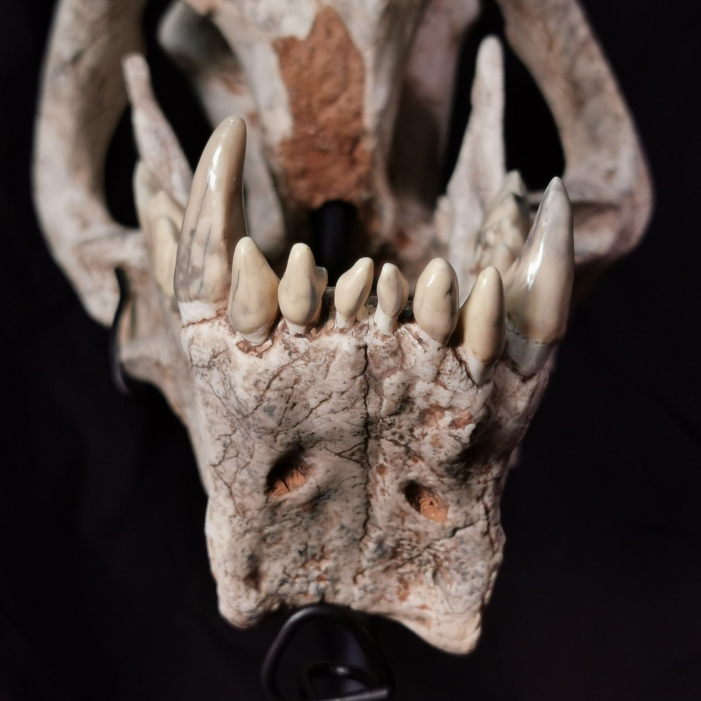 Museum Grade Machairodus Giganteus skull