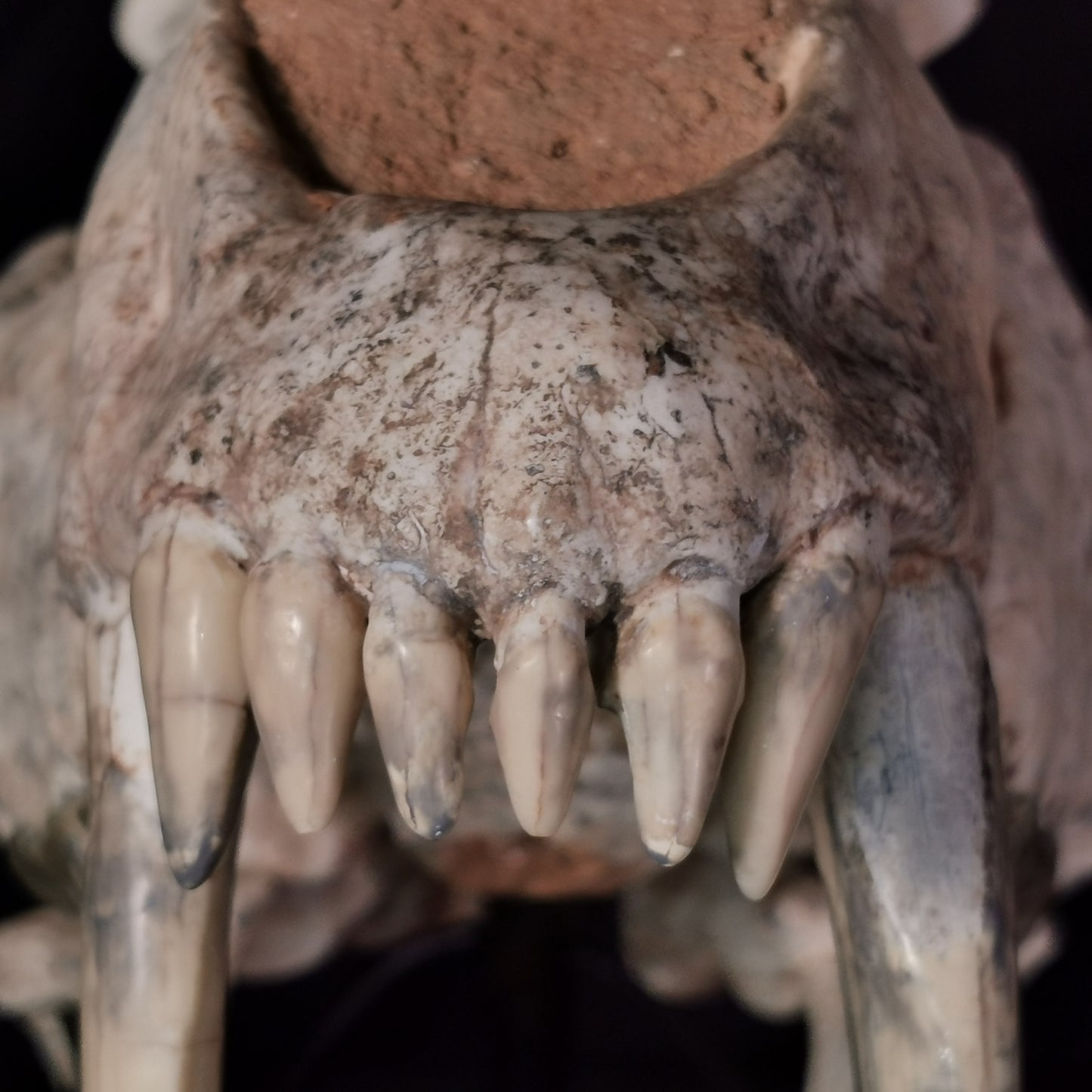 Museum Grade Machairodus Giganteus skull