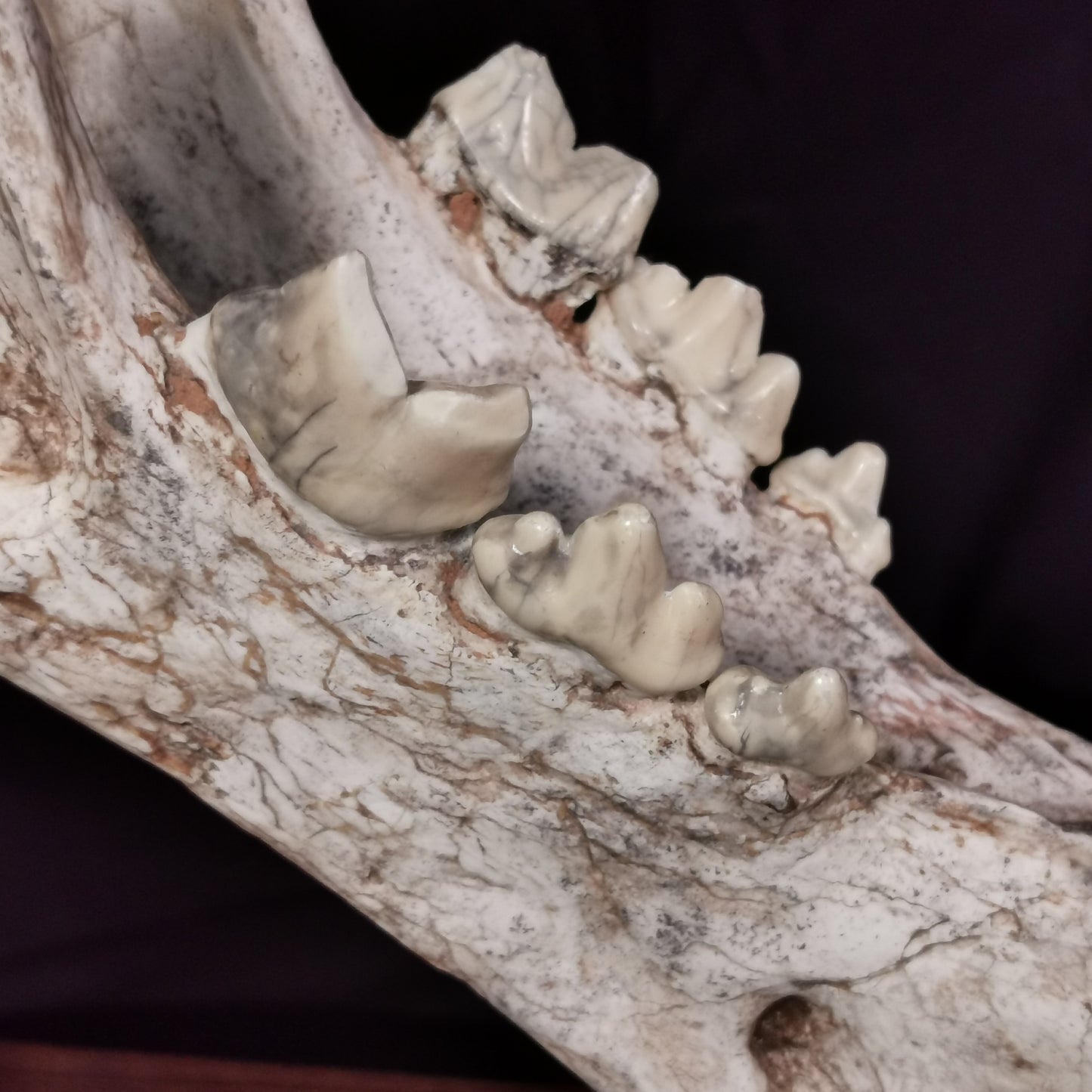 Museum Grade Machairodus Giganteus skull
