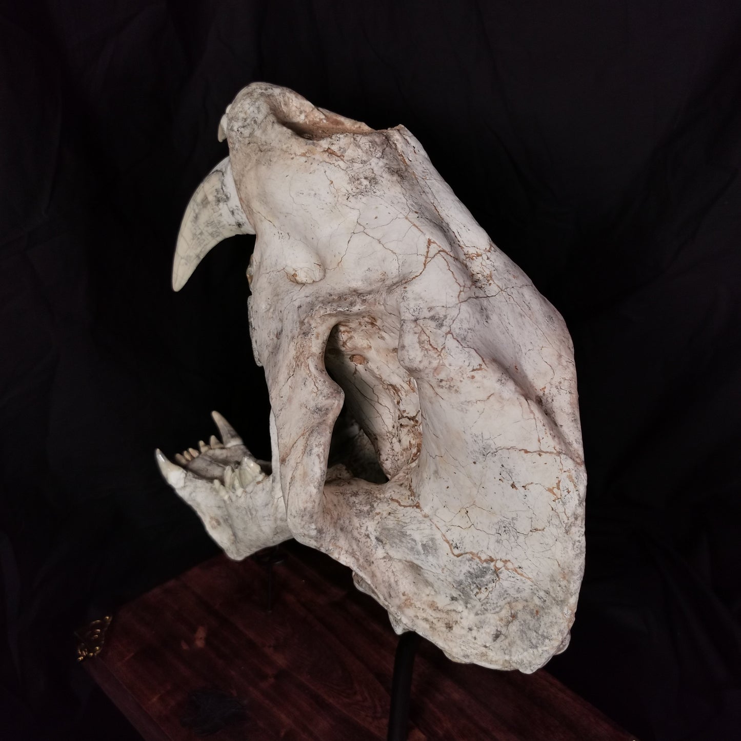 Museum Grade Machairodus Giganteus skull