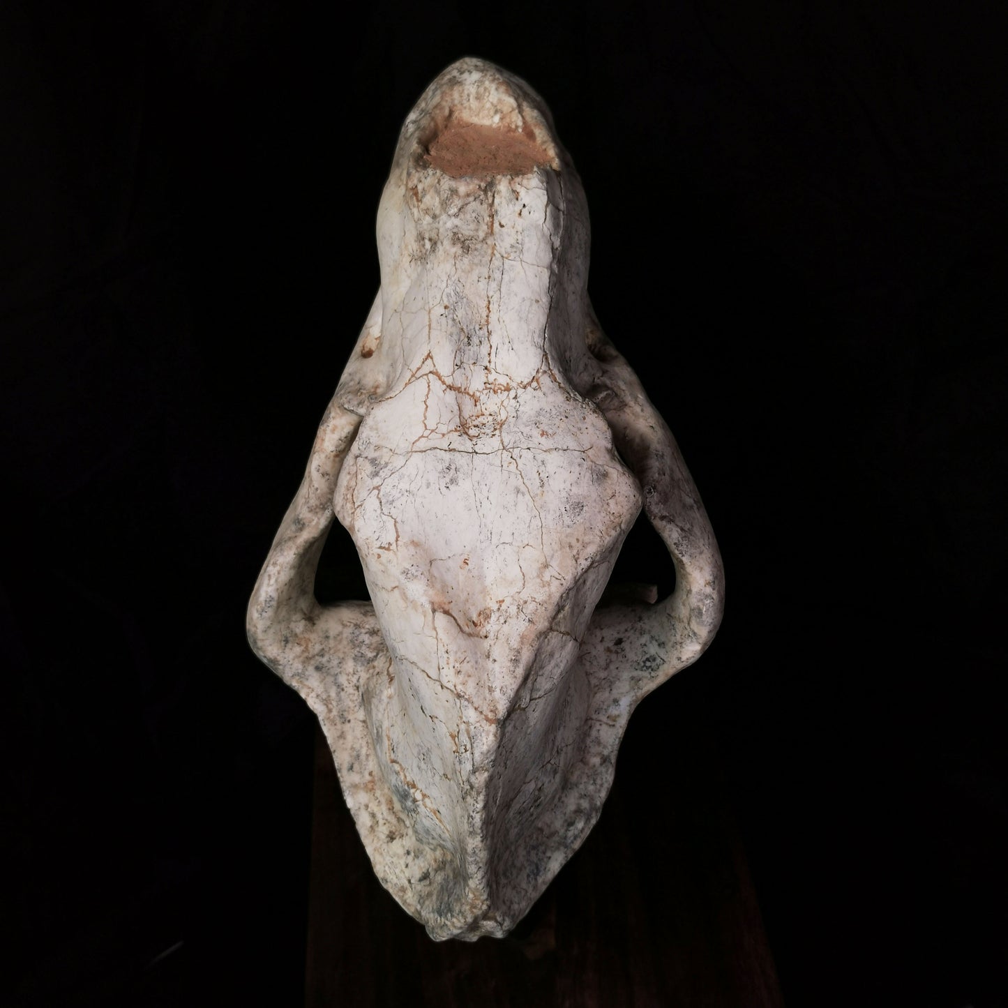 Museum Grade Machairodus Giganteus skull
