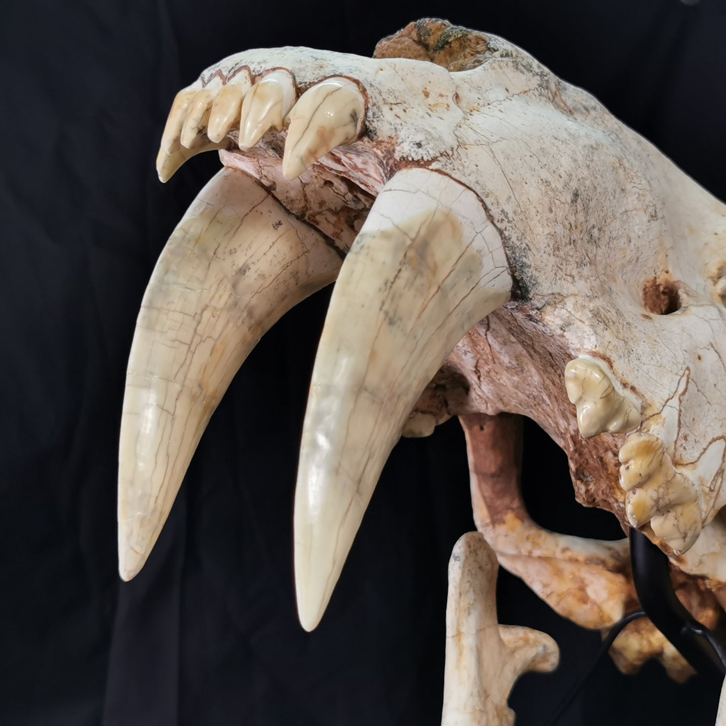 Exceedingly Huge 41.5cm Saber Toothed Cat Skull Fossil - Machairodus Giganteus