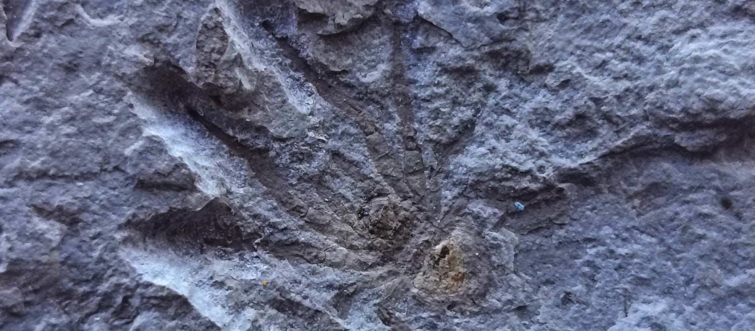 museum grade fossil insect specimen from Fossilien Company