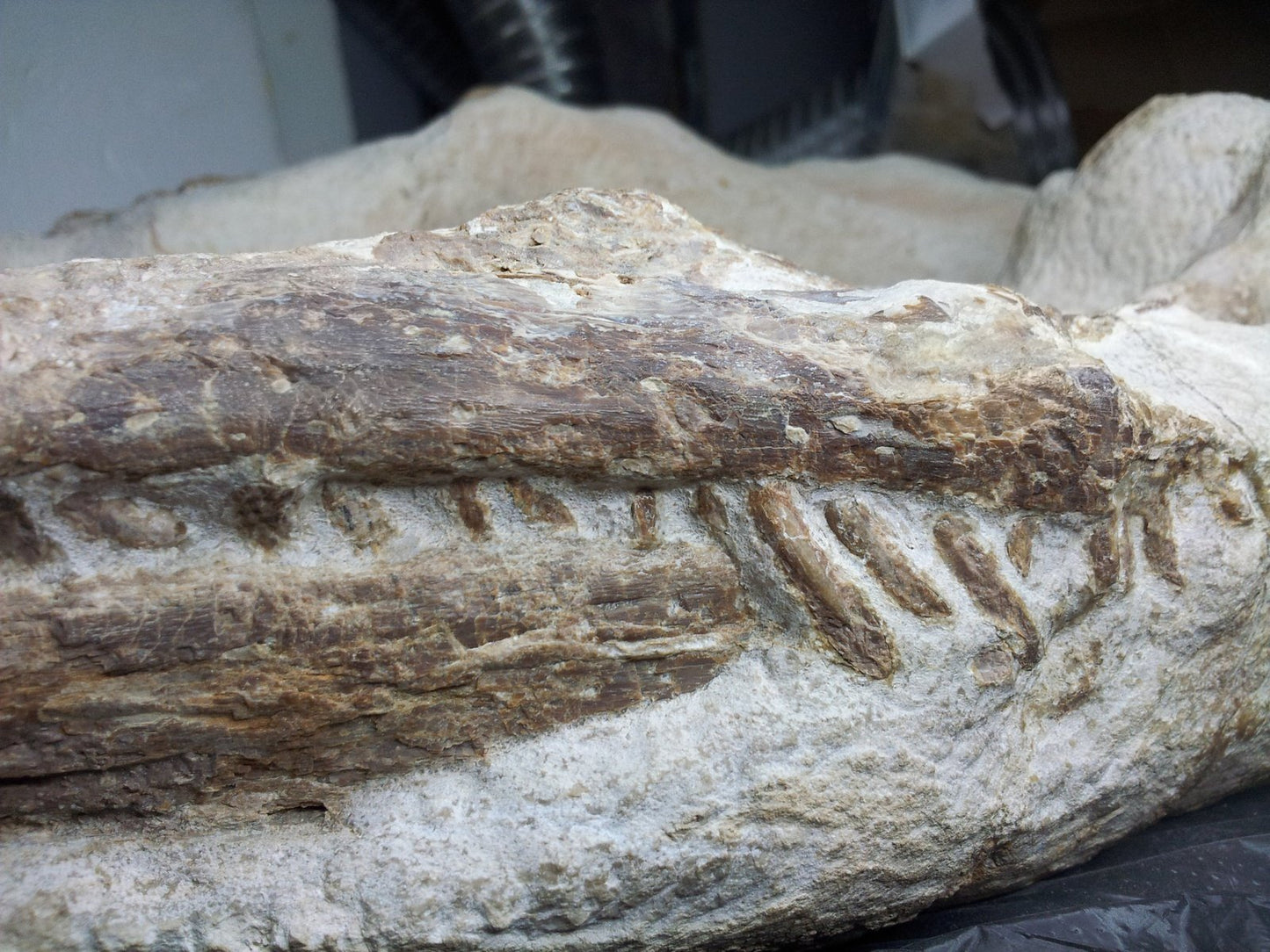 Extremely Rare Plesiosaurus skeleton