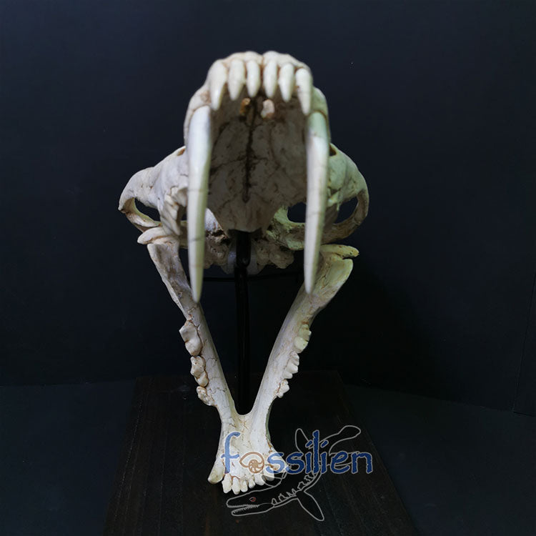 Large Size Saber Toothed Cat Skull Fossil - Machairodus Giganteus