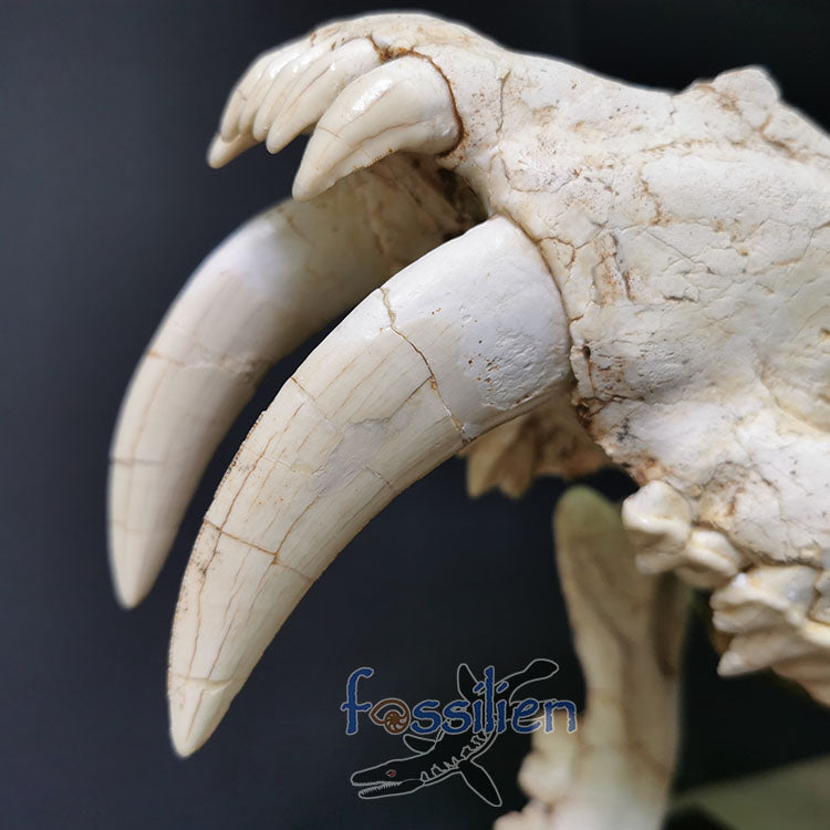 Large Size Saber Toothed Cat Skull Fossil - Machairodus Giganteus