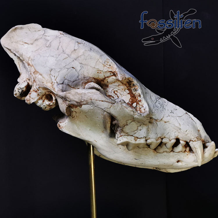 Early Hyenas Skull Fossil - Ictitherium