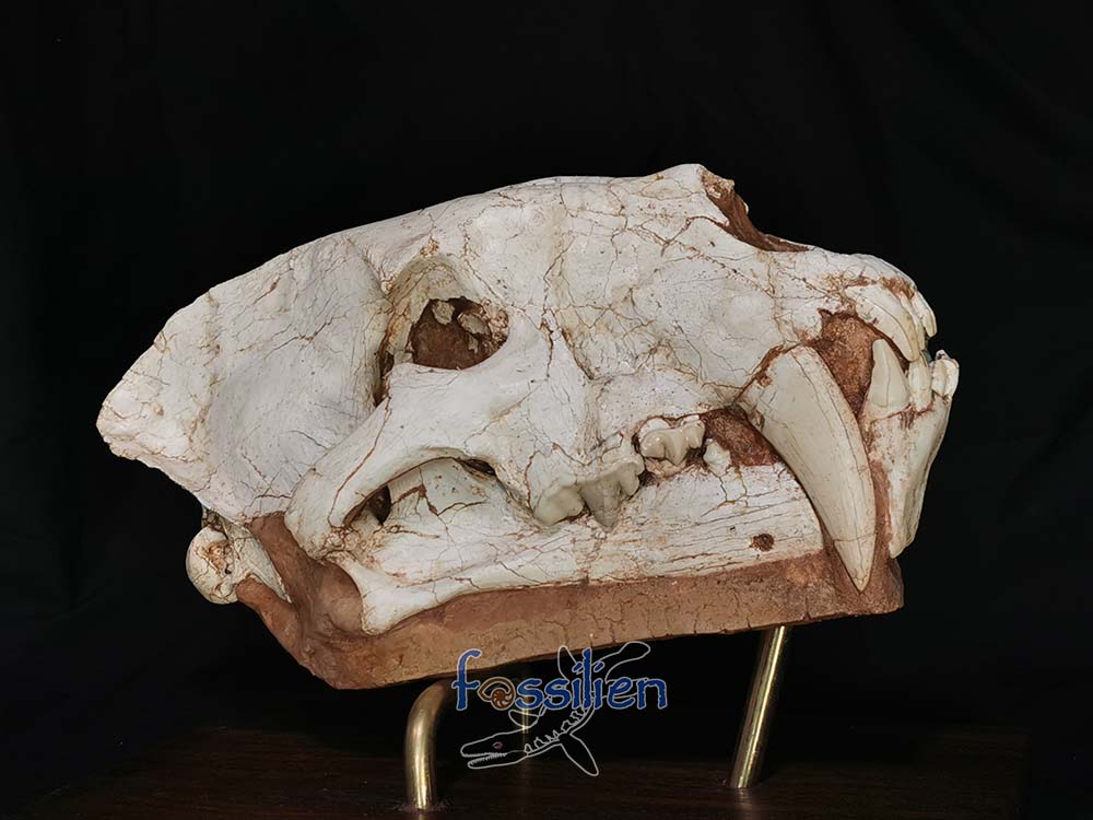 Sabre-toothed Cat Skull - Machairodus Giganteus