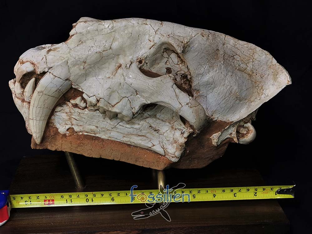 Sabre-toothed Cat Skull - Machairodus Giganteus