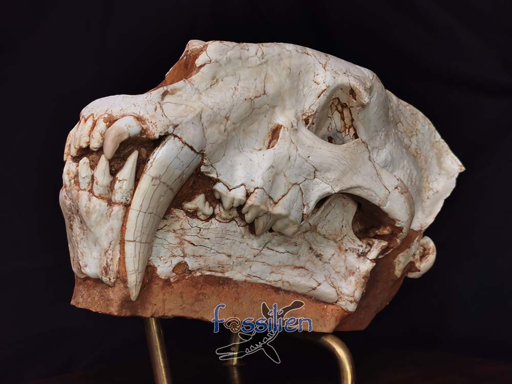 Sabre-toothed Cat Skull - Machairodus Giganteus