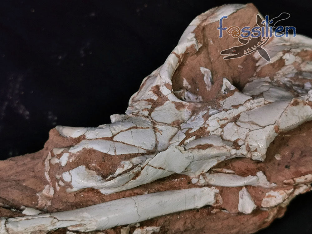 Hyenas maxilla fossil with bones and crystal - Ictitherium