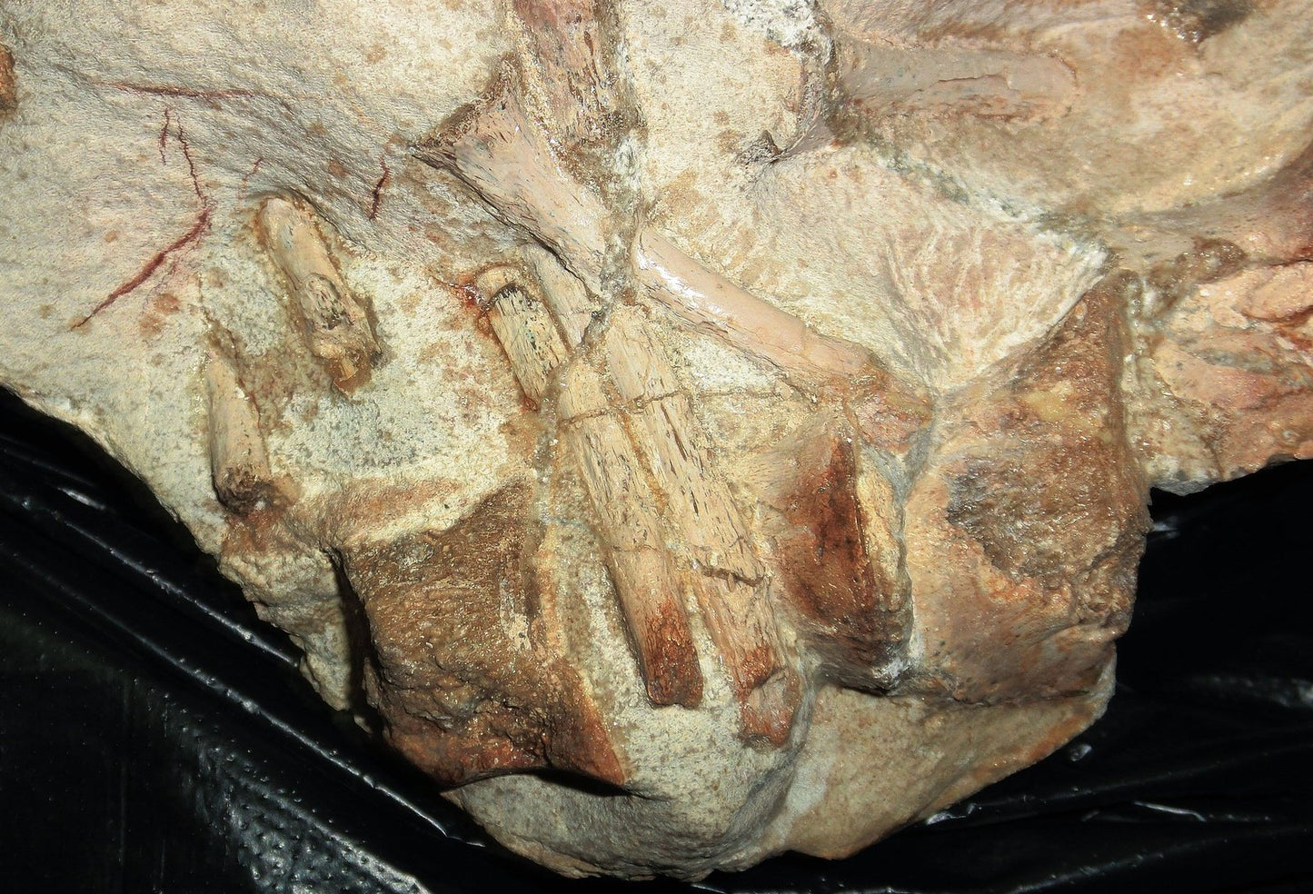 Extremely Rare Plesiosaurus skeleton