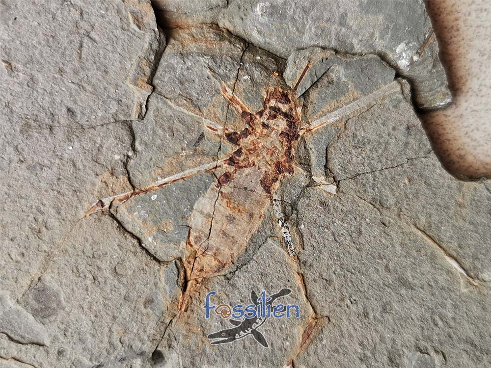 Water Sprider fossil Specimen