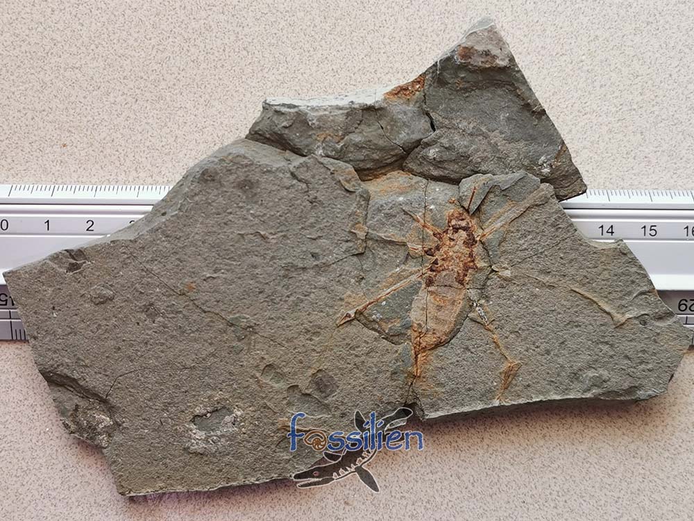 Water Sprider fossil Specimen
