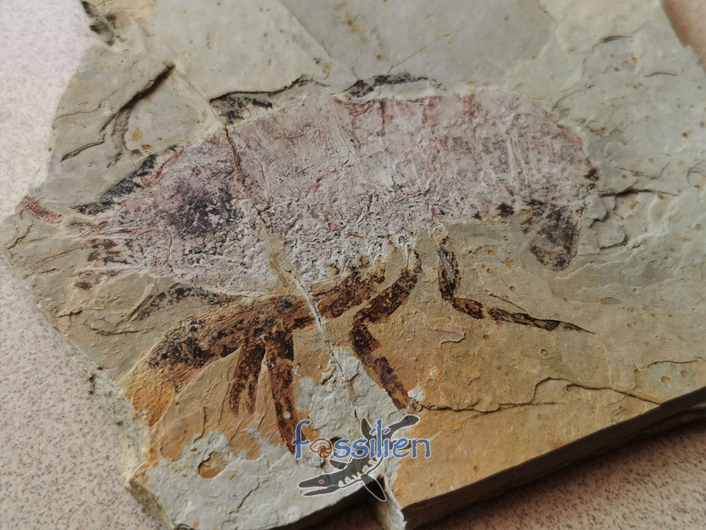 Rare natural shrimp fossil pair specimen from Lower Cretaceous