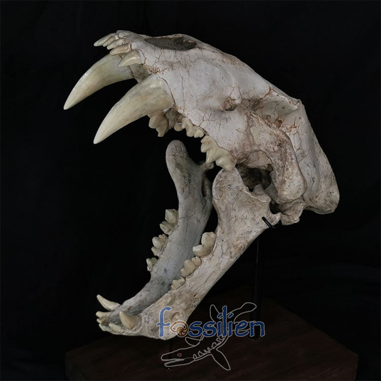 Saber Toothed Cat Skull Fossil - Machairodus Giganteus