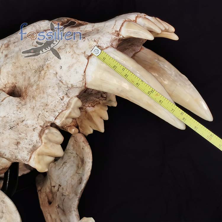 Saber Toothed Cat Skull Fossil - Machairodus Giganteus