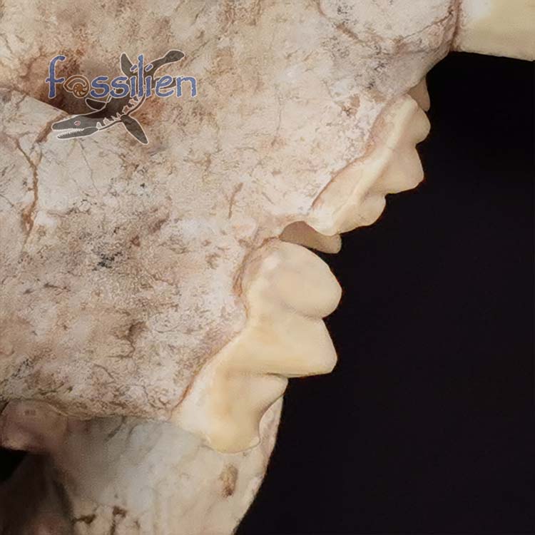 Saber Toothed Cat Skull Fossil - Machairodus Giganteus