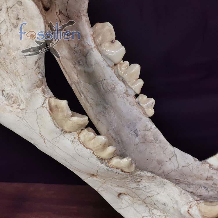 Saber Toothed Cat Skull Fossil - Machairodus Giganteus