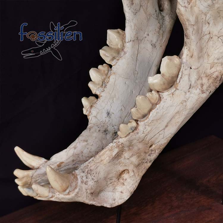 Saber Toothed Cat Skull Fossil - Machairodus Giganteus