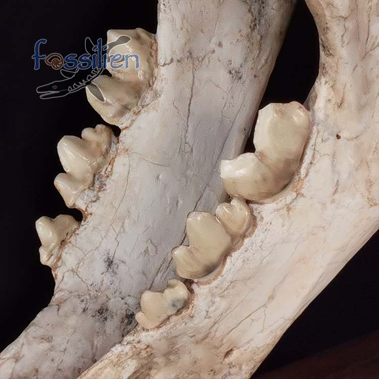 Saber Toothed Cat Skull Fossil - Machairodus Giganteus