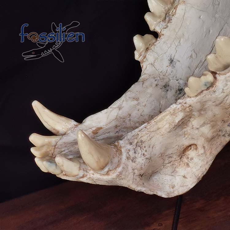 Saber Toothed Cat Skull Fossil - Machairodus Giganteus