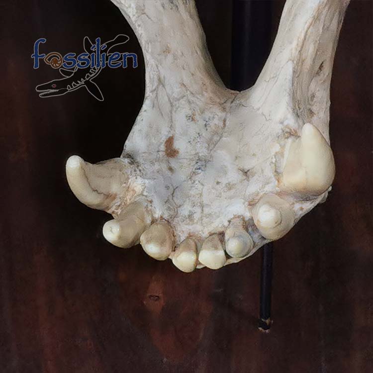 Saber Toothed Cat Skull Fossil - Machairodus Giganteus