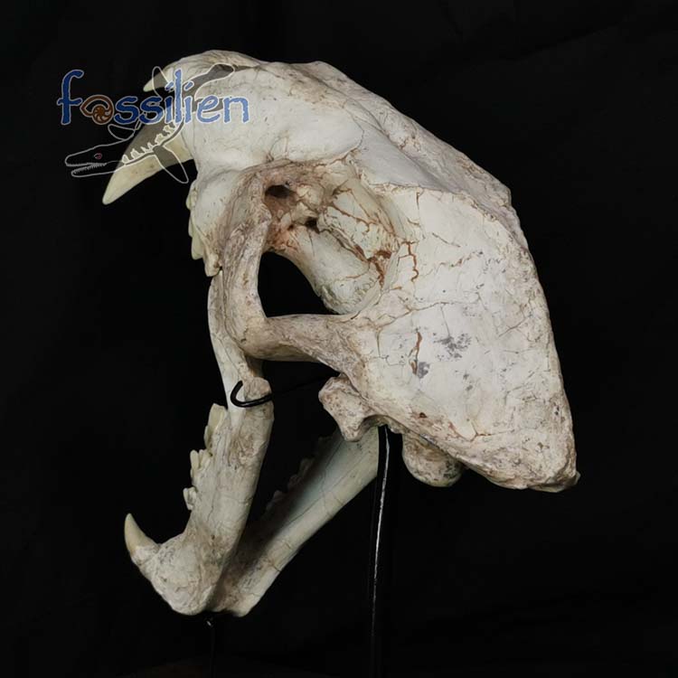 Saber Toothed Cat Skull Fossil - Machairodus Giganteus