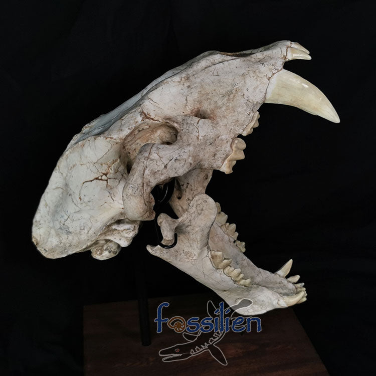 Saber Toothed Cat Skull Fossil - Machairodus Giganteus