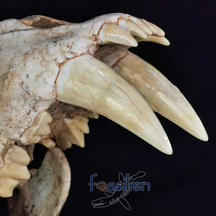Saber Toothed Cat Skull Fossil - Machairodus Giganteus